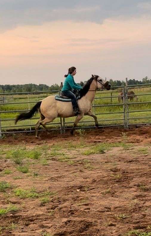 buckskin-quarter-horse-mare