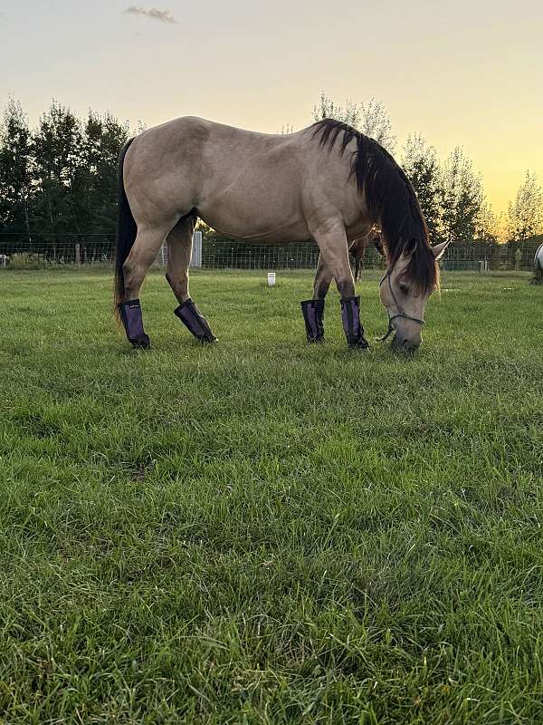 buckskin-mare-for-sale