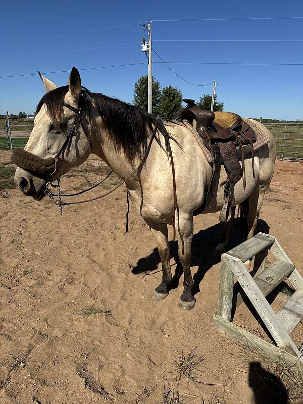 14-hand-quarter-horse-mare