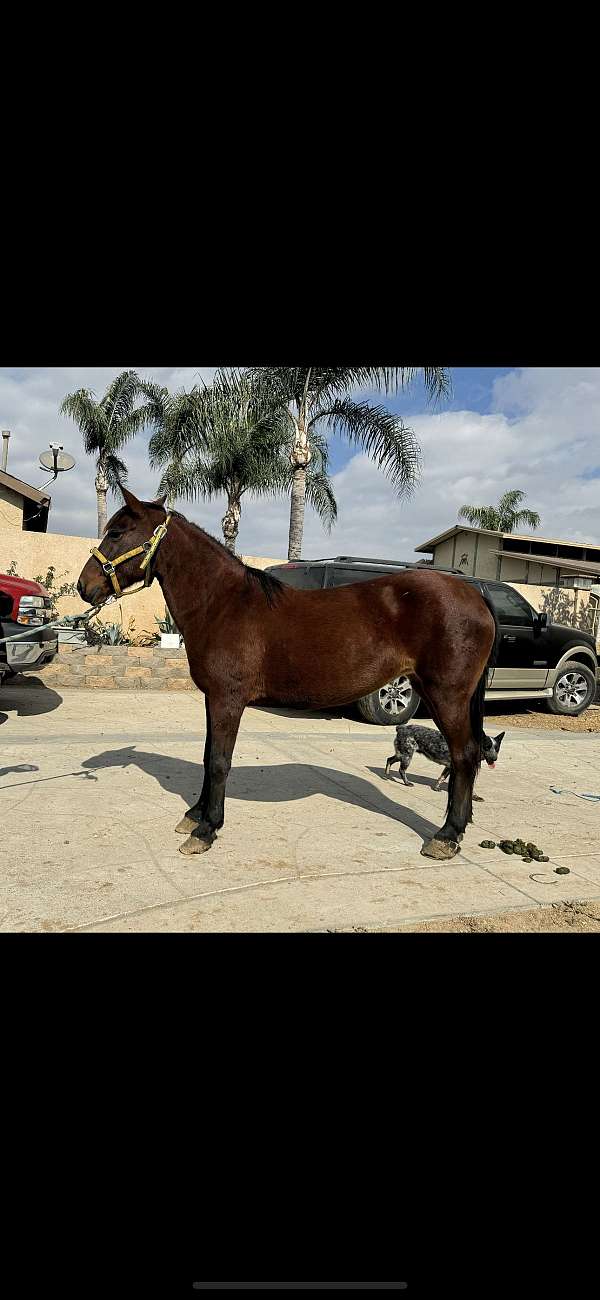 bay-crossbred-pony-mare