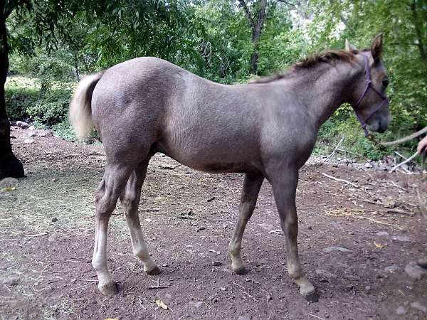 all-around-draft-horse