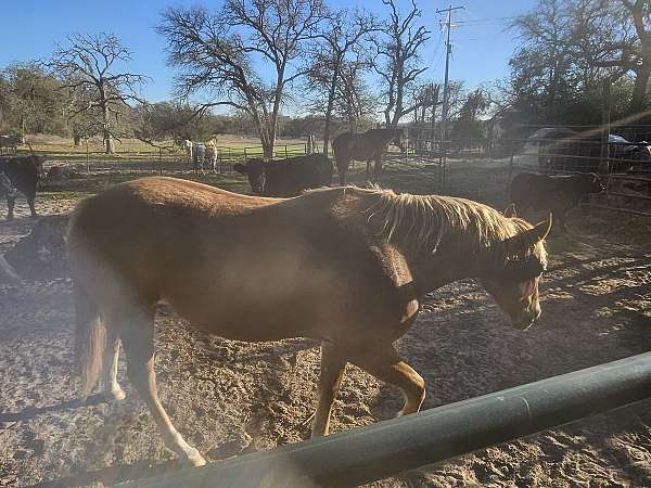 quarter-horse-for-sale