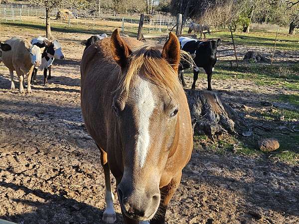 quarter-horse-mare