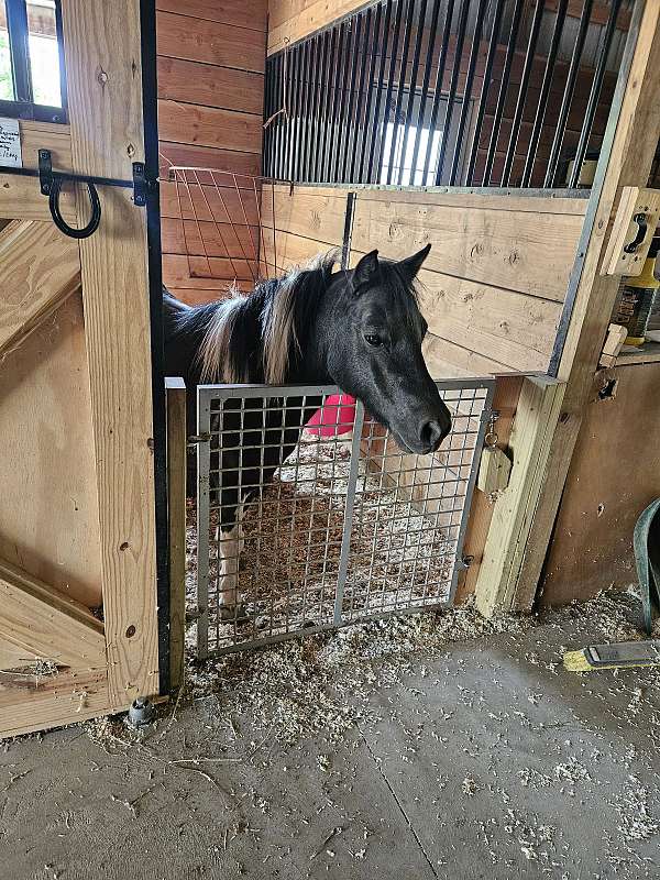 tobiano-black-white-horse