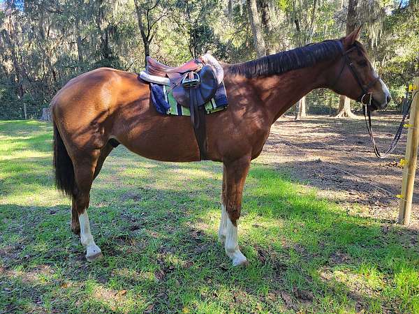 16-hand-liver-chestnut-pony