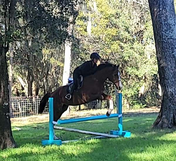 liver-chestnut-thoroughbred-pony