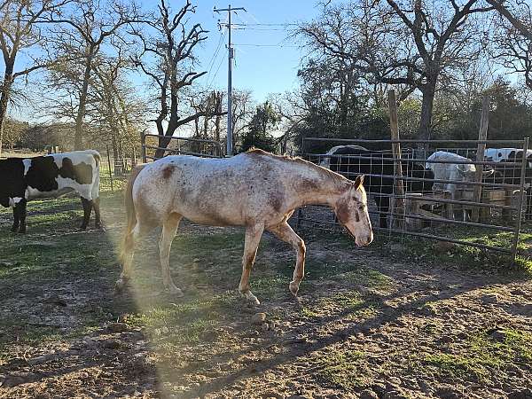 quarter-horse-mare