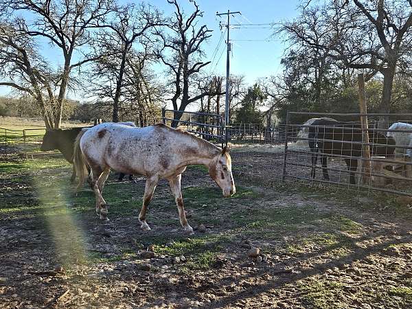 quarter-horse-for-sale