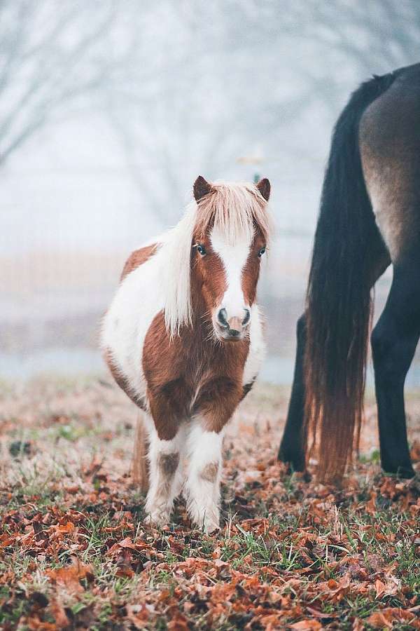 curious-paint-pony