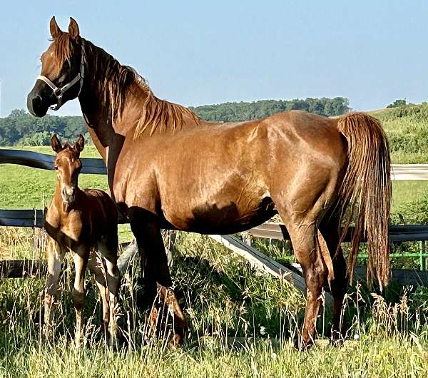 recip-mare-trakehner-horse