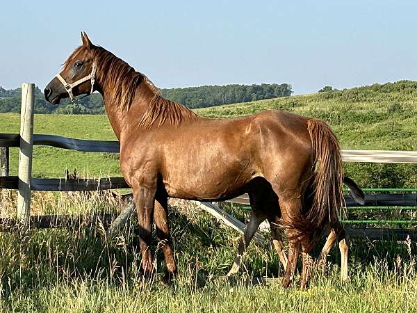 half-arab-trakehner-horse