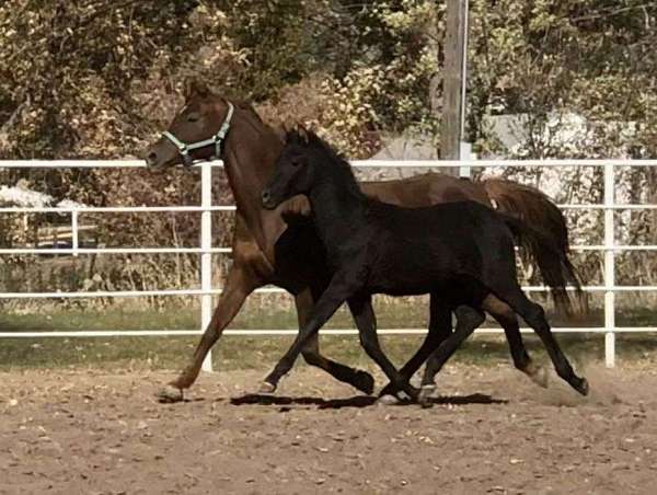 arab-trakehner-horse