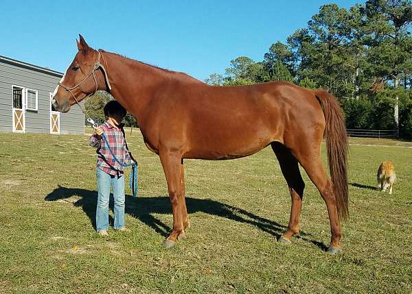 14-hand-quarter-horse