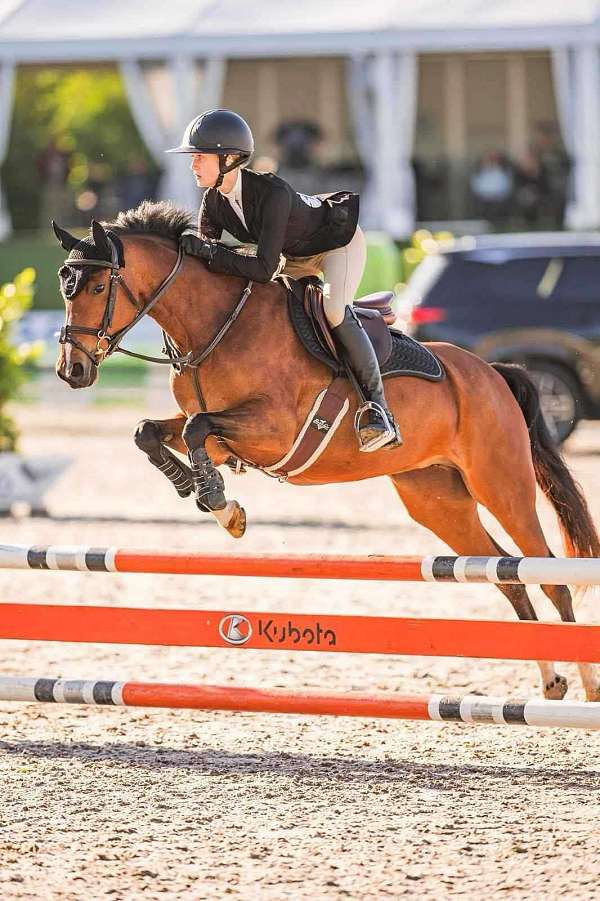 competing-welsh-pony