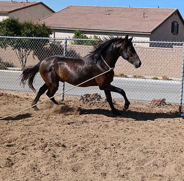 andalusian-horse