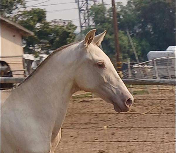 isabelo-perlino-colt-for-sale