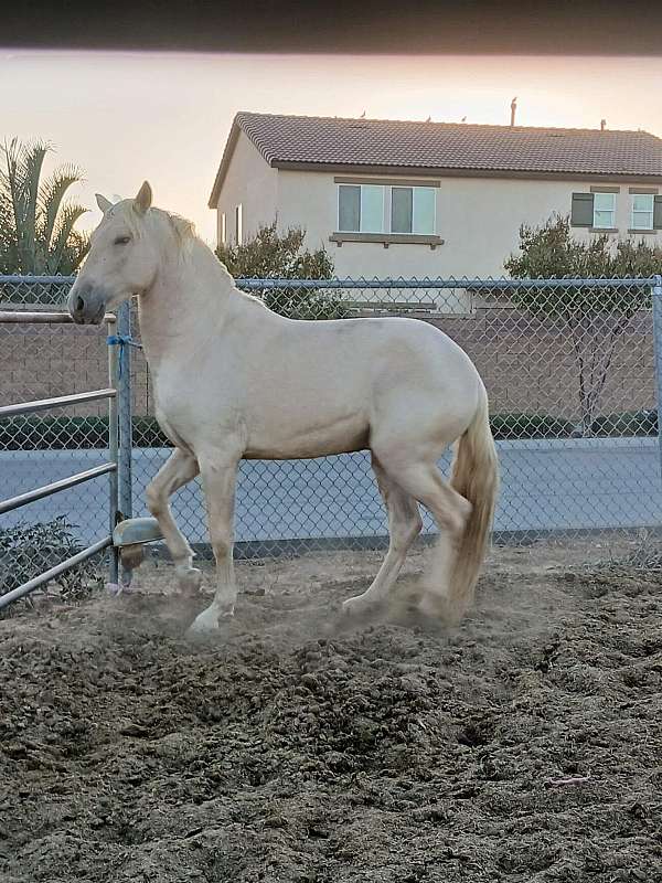 andalusian-colt