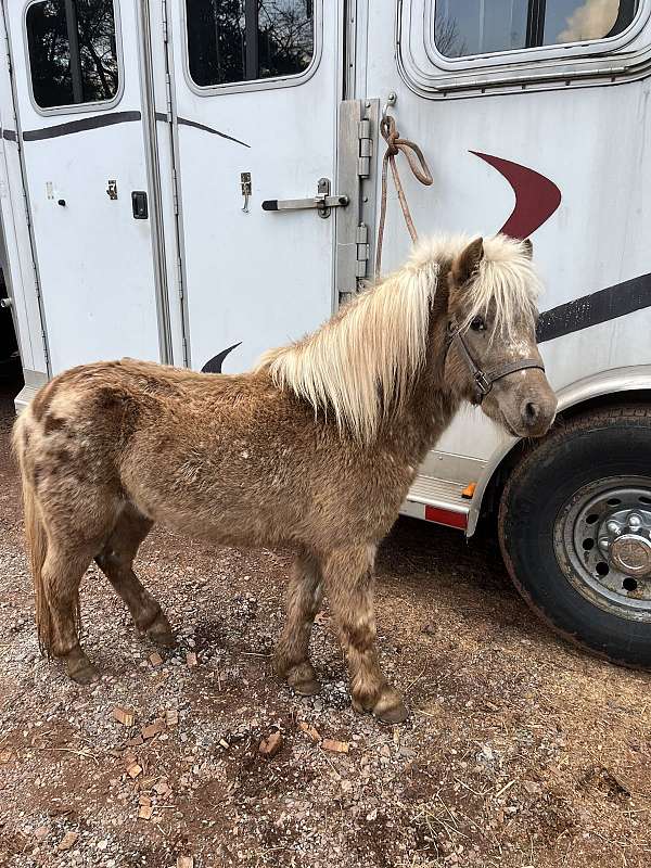 appalosa-miniature-horse