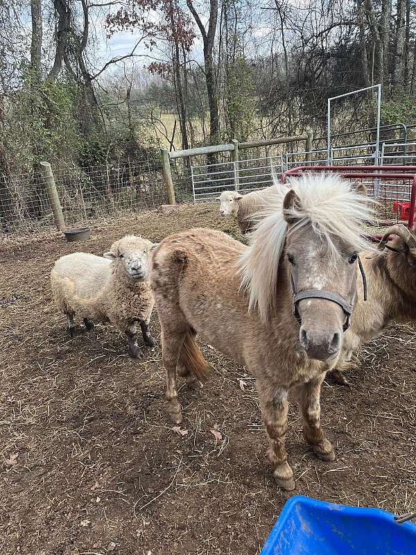 buck-miniature-horse