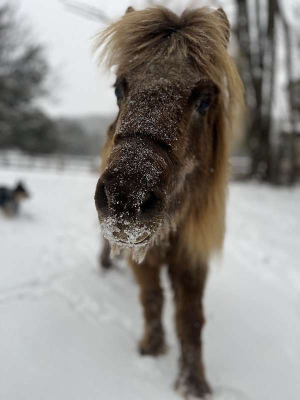 blind-miniature-horse