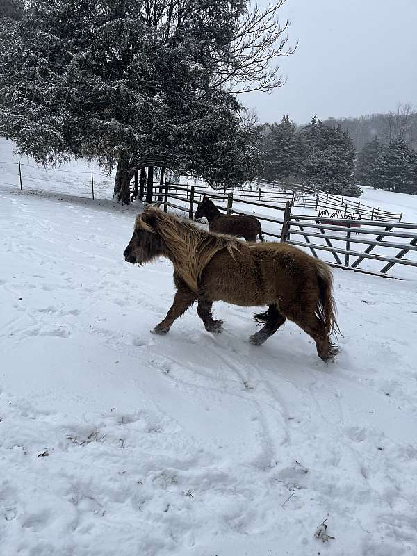 companion-mini-mare-miniature-horse