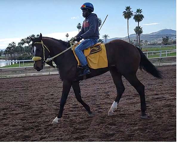 dressage-thoroughbred-horse