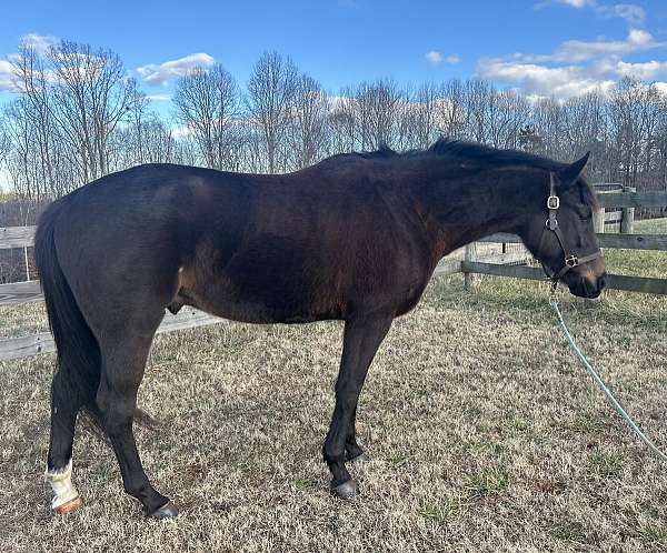 available-thoroughbred-horse