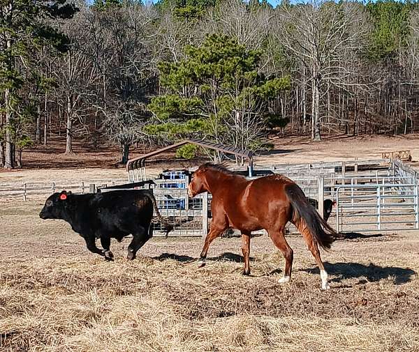 two-white-socks-on-back-feet-horse