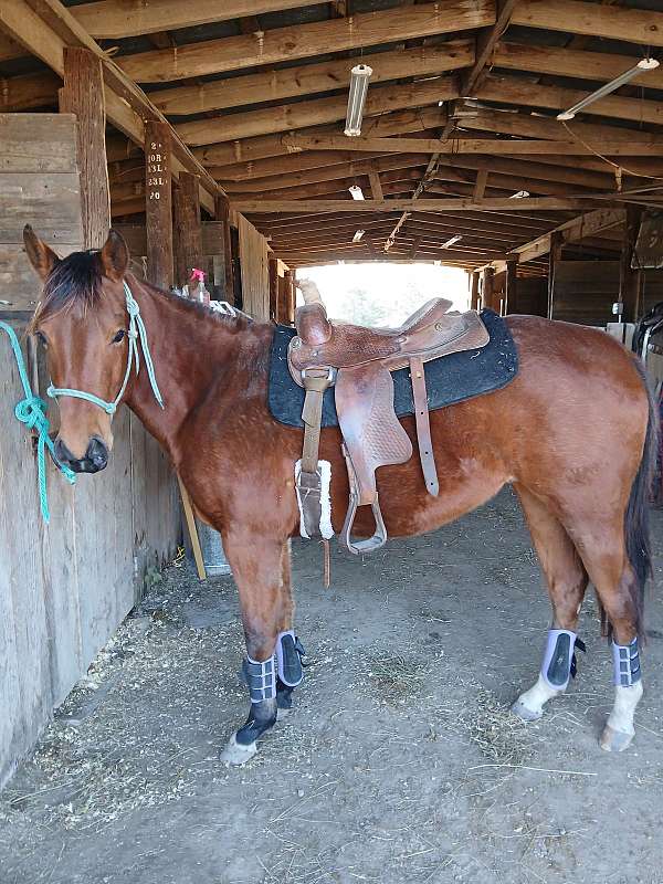 two-white-socks-on-back-feet