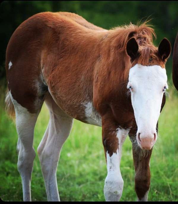 quarter-horse-filly