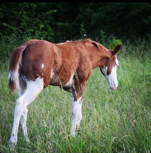 quarter-horse-for-sale