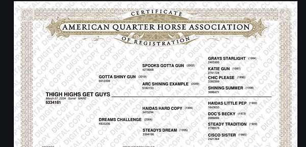 quarter-horse