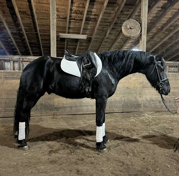 all-around-friesian-horse