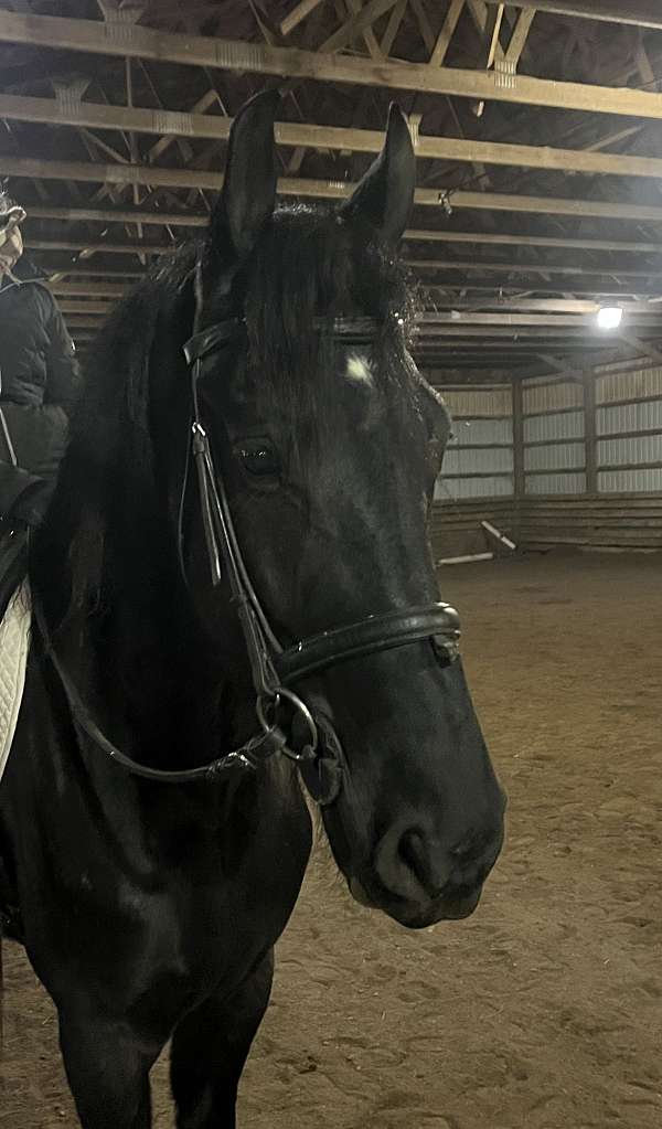 beginner-friesian-horse