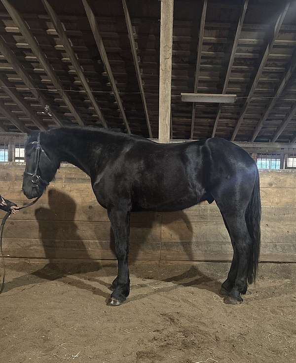 dressage-friesian-horse