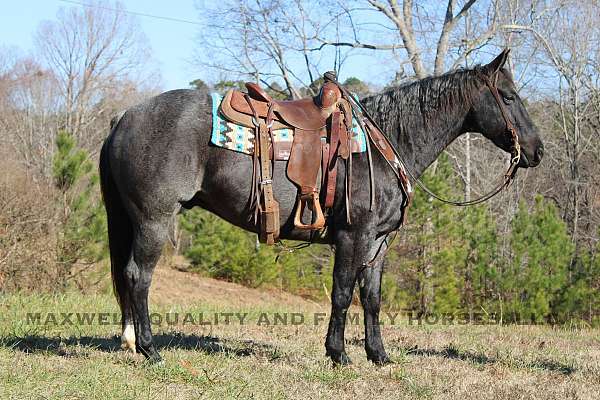 blue-roan-h-horse