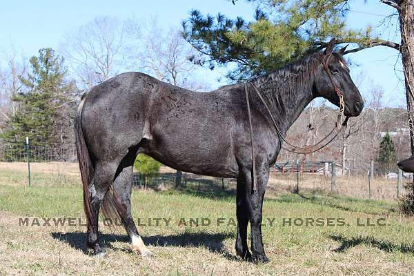 barrel-quarter-horse