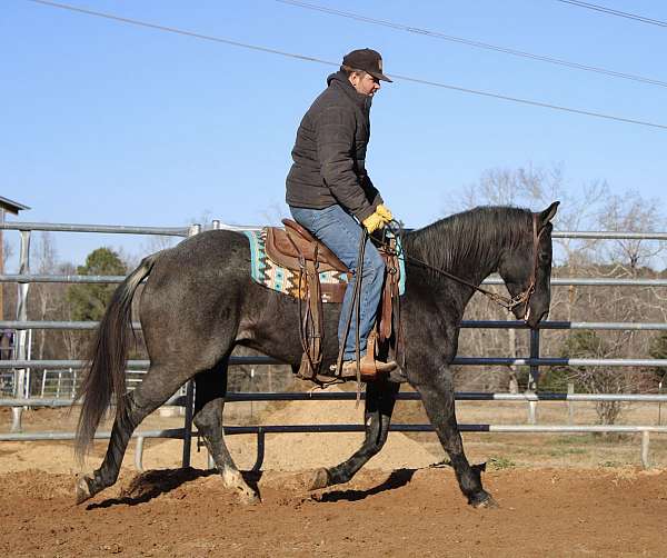 beginner-quarter-horse