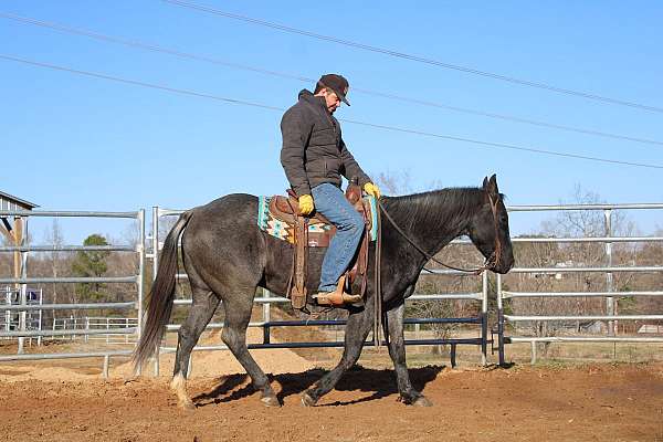 calf-roping-quarter-horse