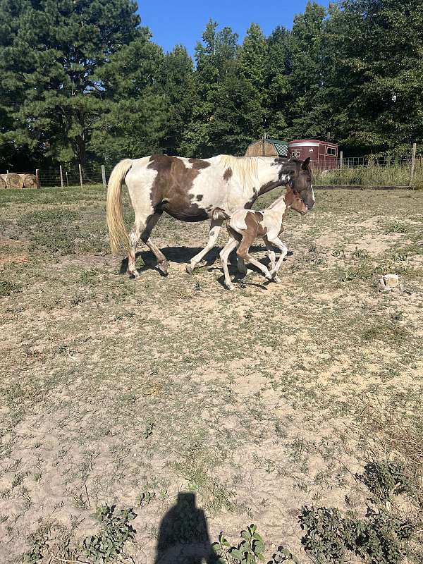 sorrel-spotted-horse