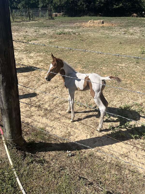 sorrel-tennessee-walking-filly