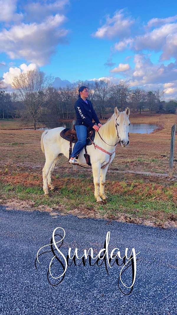 white-draft-horse