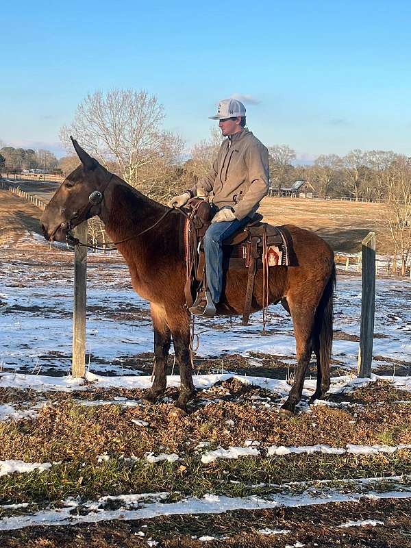 white-gray-gelding-dark-skin-horse