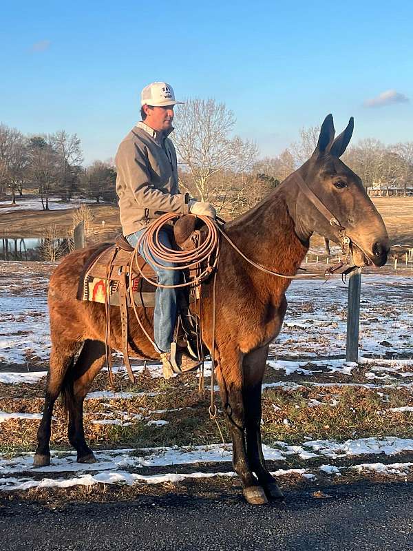 white-gray-gelding-dark-skin