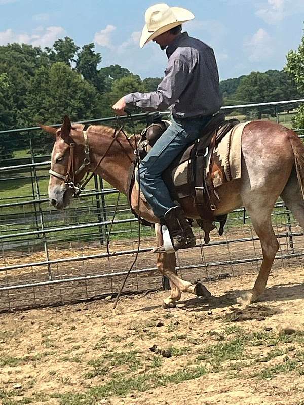 white-gray-gelding-dark-skin-horse