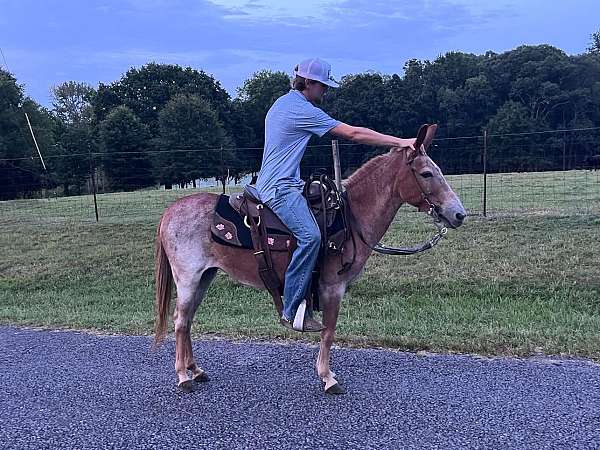 white-gray-gelding-dark-skin