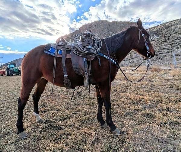 all-around-quarter-horse