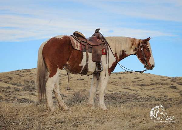 all-around-draft-horse