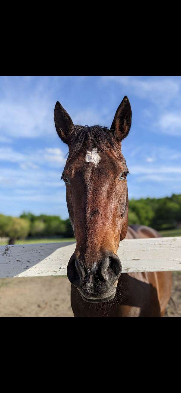 horse-for-sale-quarter-sale-mare