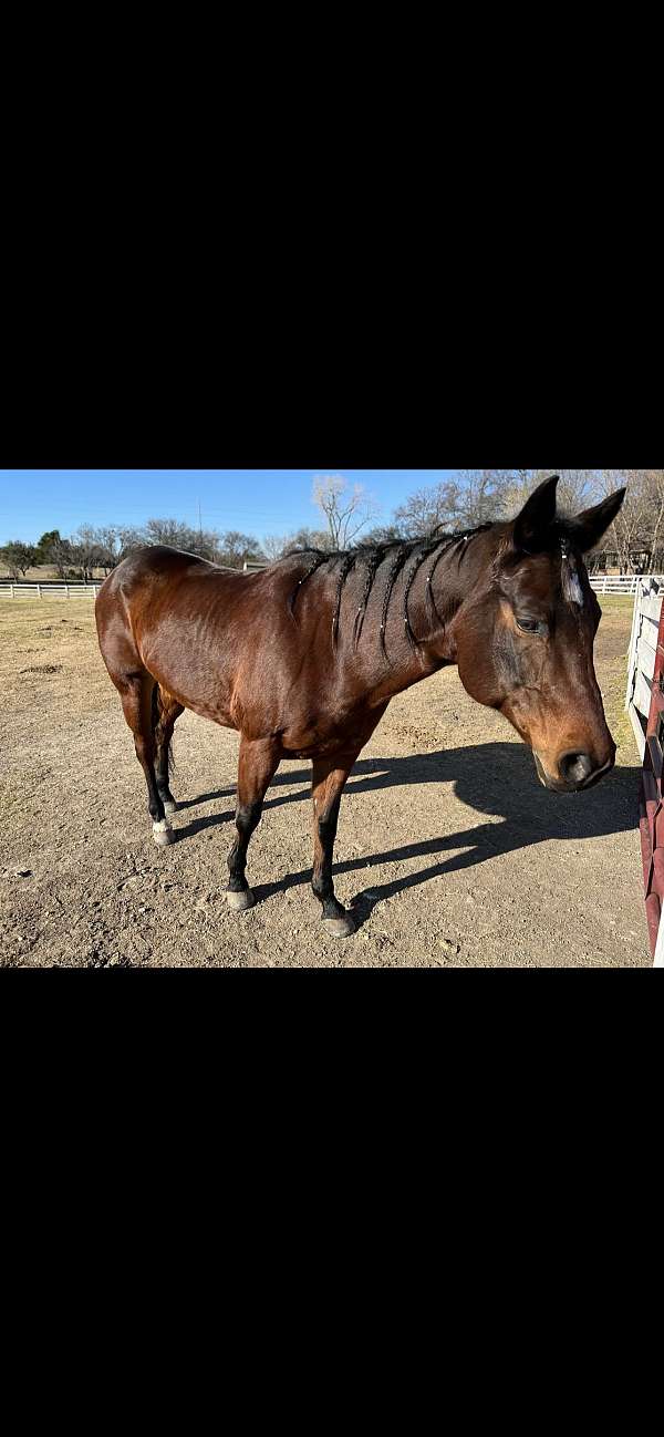 barrel-racing-quarter-horse